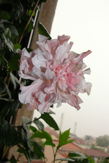  - Hibiscus-4