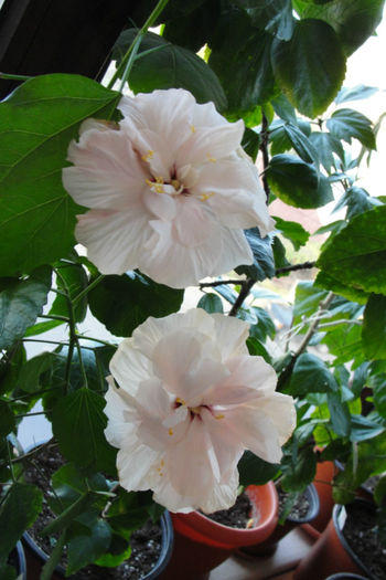  - Hibiscus-4