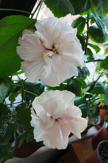  - Hibiscus-4