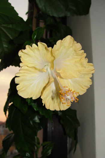 Cream Lady - Hibiscus-4
