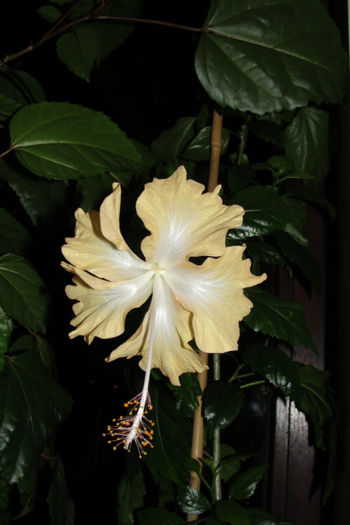  - Hibiscus-4