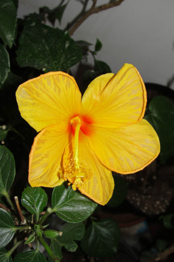  - Hibiscus-4