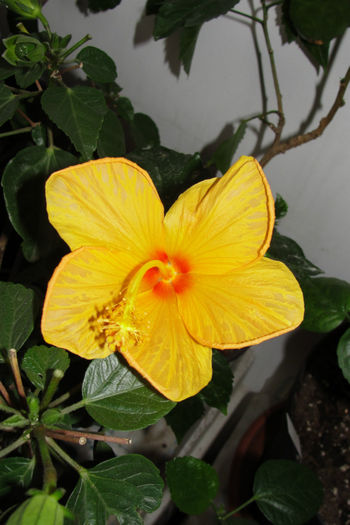  - Hibiscus-4