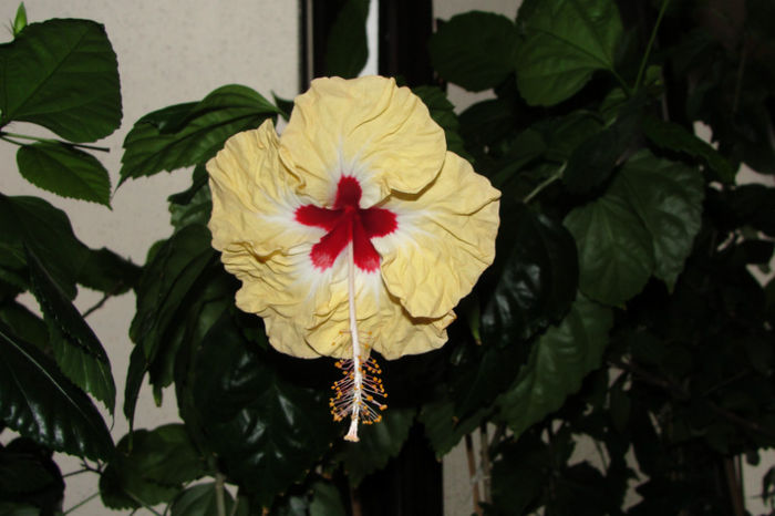  - Hibiscus-4