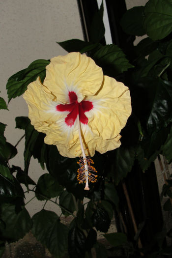  - Hibiscus-4