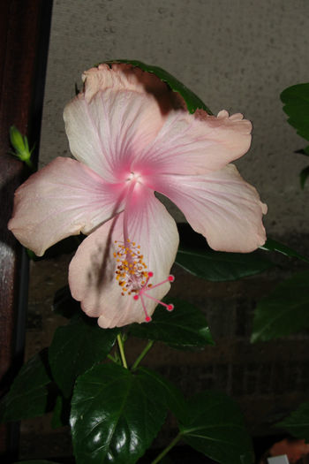  - Hibiscus-4