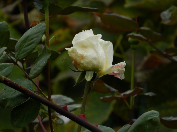 DSCN4742
