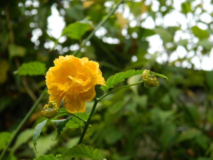 DSCN4773 kerria japonica pleniflora