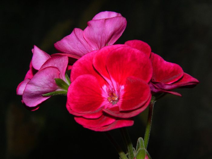 DSCN4793 - OCTOMBRIE 2 2013