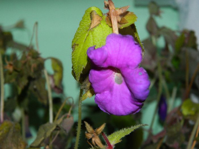 DSCN4832 ACHI. IN GHIVECI