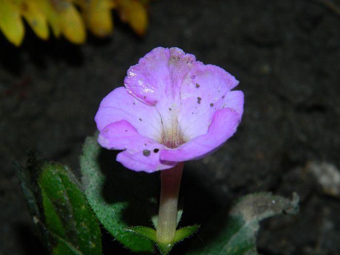 DSCN4837 ACHI.PLANTAT IN GRADINITA