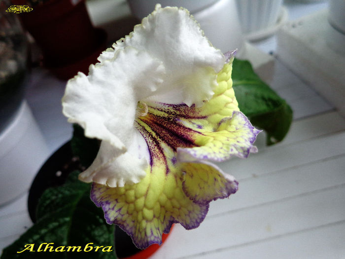 Alhambra2 (18-X-2013)