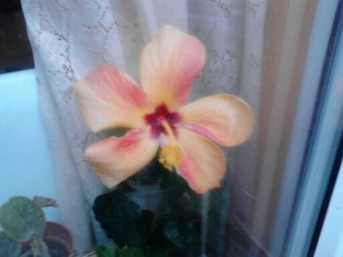 1381729746847 - cairo apricot