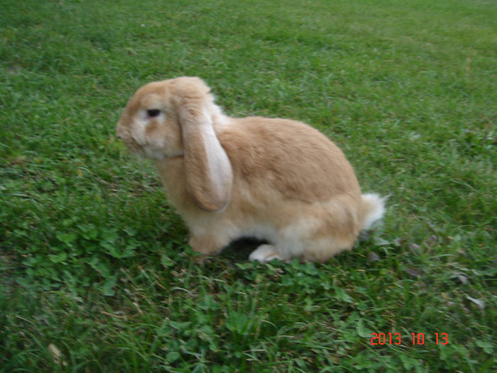 Blondutul - iepuri marele berbec-galben