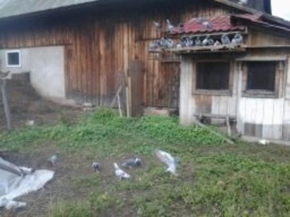 scari 017 - porumbei