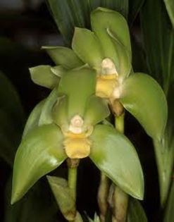 ida orchid - poza net