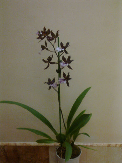 Imagine2440 - orhidee la gramada