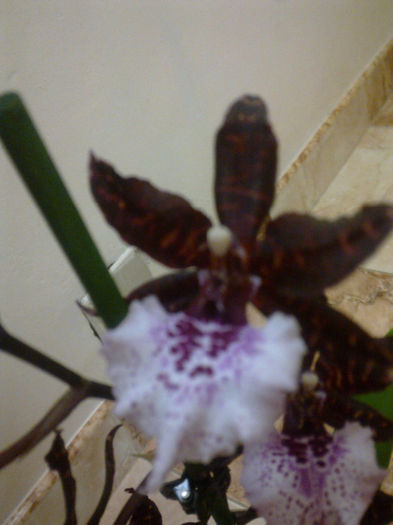 Imagine2441 - orhidee la gramada