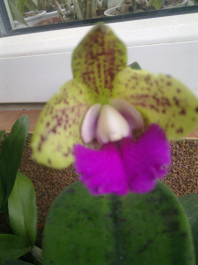 z - orhidee la gramada