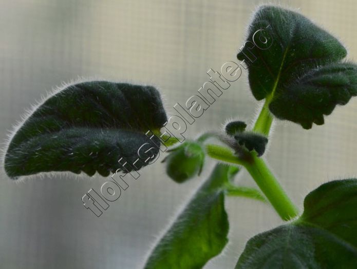 Sinningia Electric Red - GLOXINIA _ SINNINGIA__NEWS 2013