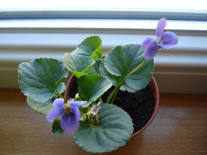 DSC05622 - Viola odorata