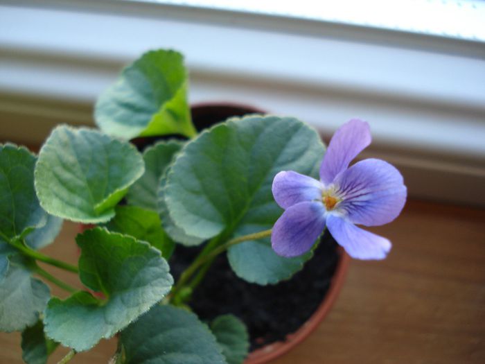 DSC05623 - Viola odorata