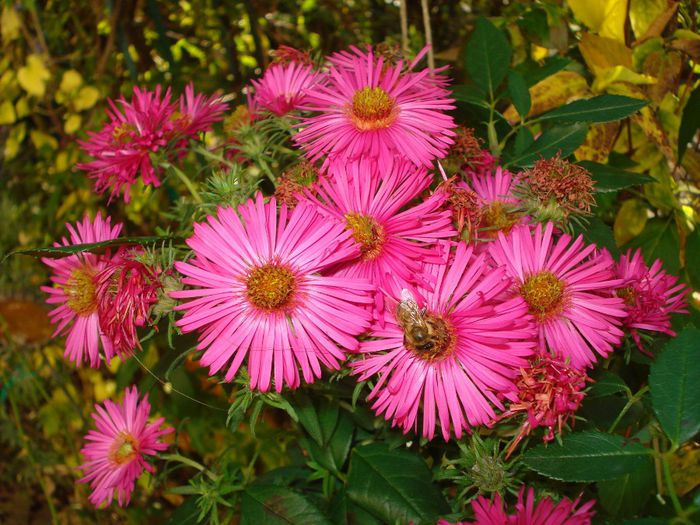 Aster novae-angliae "Alma Potscheke"