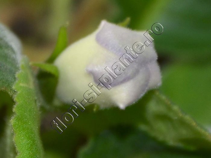 Luci s ---- suspans - GLOXINIA_SINNINGIA - Hibrizii mei -My hybrids