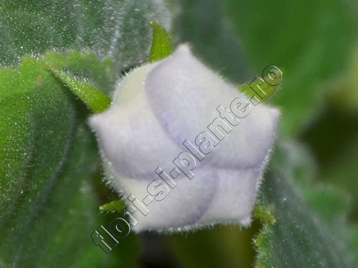 Luci s ---- suspans - GLOXINIA_SINNINGIA - Hibrizii mei -My hybrids