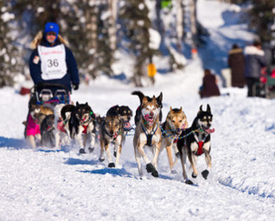 Iditarod - O_o Iditarod - marea cursa de sanii trase de caini O_o