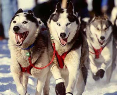 huskies - O_o Iditarod - marea cursa de sanii trase de caini O_o