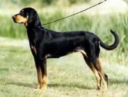 Erdélyi Kopó HUNGARIAN HOUND - TRANSYLVANIAN SCENTHOUND1 - O_o Copoiul ardelenesc O_o