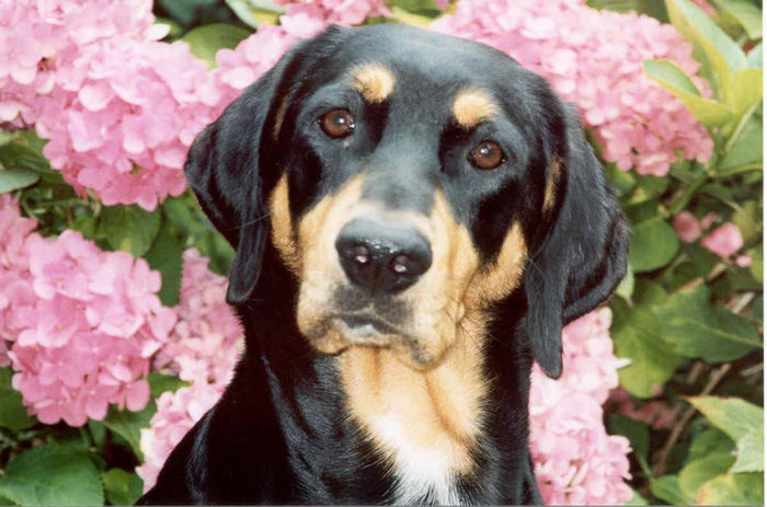 hungarian-hound-transylvanian-scenthound-dog-standard-1 - O_o Copoiul ardelenesc O_o