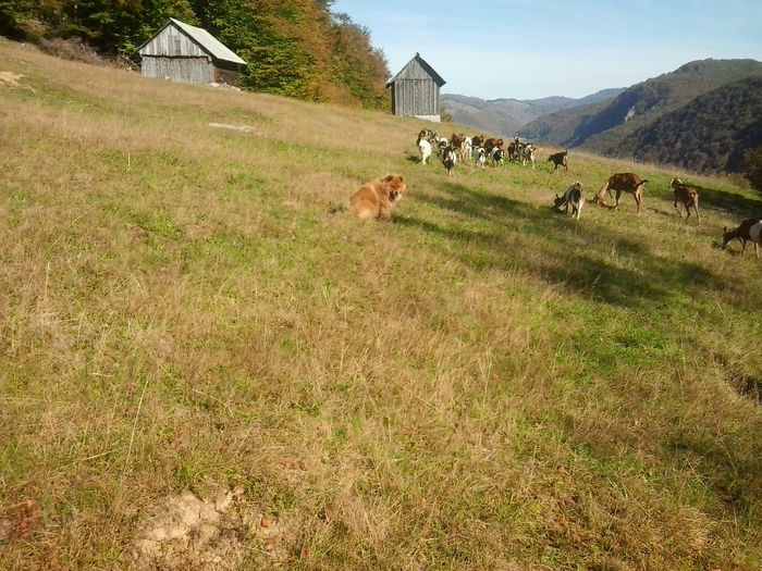 2013-10-07 15.08.48; prietena mea Chow-chow si caprele mele
