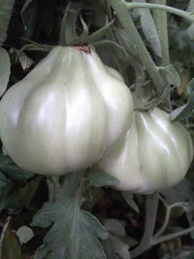 rosii necoapte
