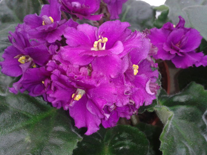 2013-10-15 11.00.37 - Violete minunate