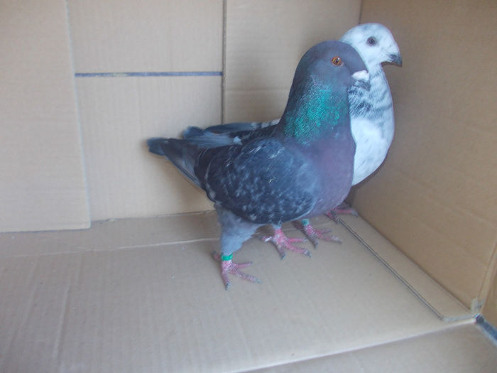 DSCN4519 - VOIAJORI STANDARD