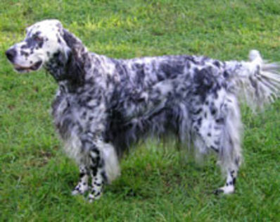 EnglishSetter