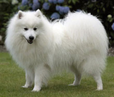 japanese-spitz