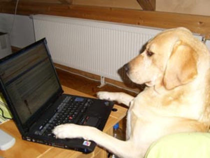 caine_laptop - O_o Test IQ pentru caini - cat de inteligent este cainele dvs O_o