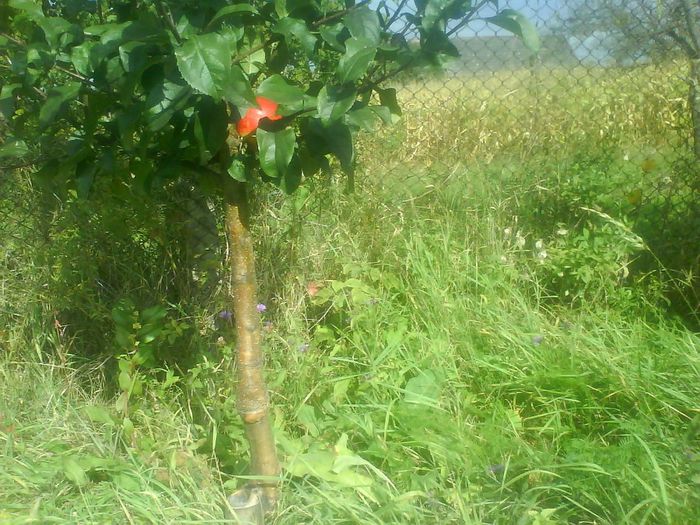 Mar supraaltoit cu mugur dormind; Marul a fost ros de iepuri si mi-a fost mila sa-l inlocuiesc ,a lastarit si pe lastari l-am supraltoit fotografia este facuta in toamna anului doi
