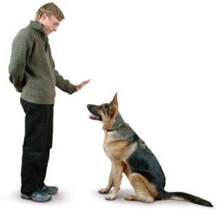 dog-training-commands - O_o Educarea cainelui - ComenzileO_o