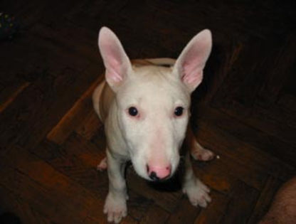 bullterrier - O_o Bull terrier - cel mai bun prieten al omului O_o