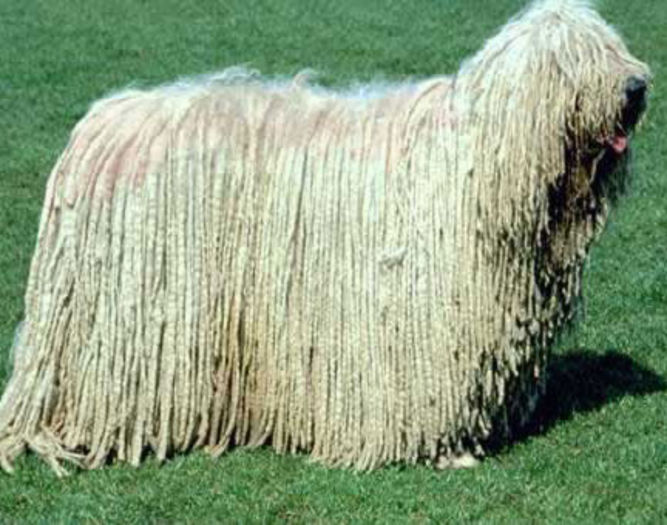 Komondor_Dog - O_o Komondor - ciobanescul maghiarO_o