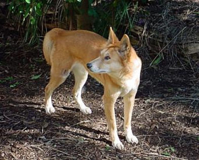 Dingos - O_o Cainele dingo O_o