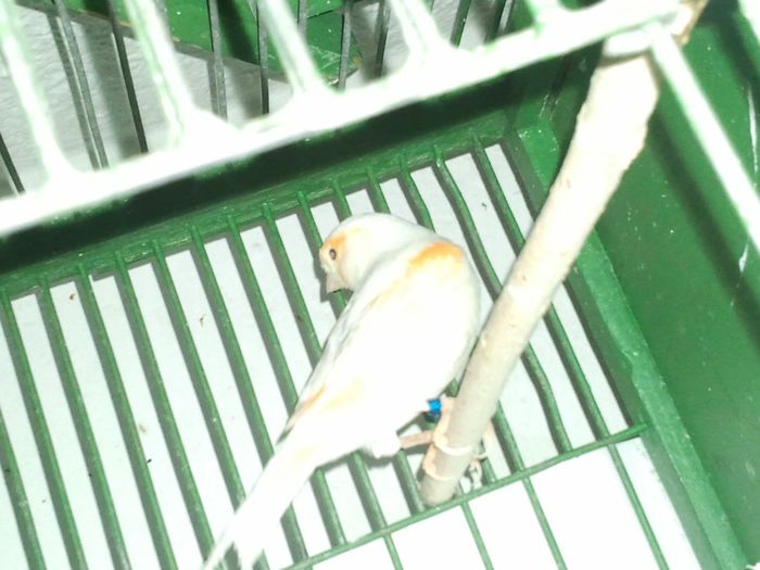 20131017_171654; Mascul
