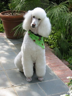 poodle1