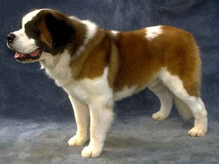 saintber - O_o Istoria rasei Saint-Bernard O_o