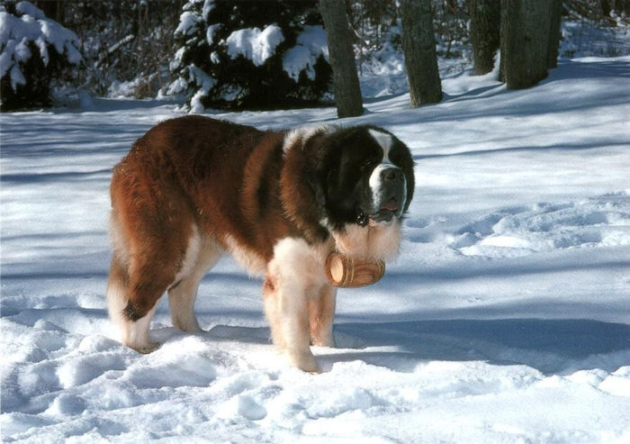 SaintBernard_01-Dog-OnSnow - O_o Istoria rasei Saint-Bernard O_o