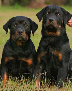 rottweiler_puppies